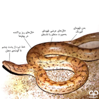 گونه کور مار تارتاری Tatar Sand Boa